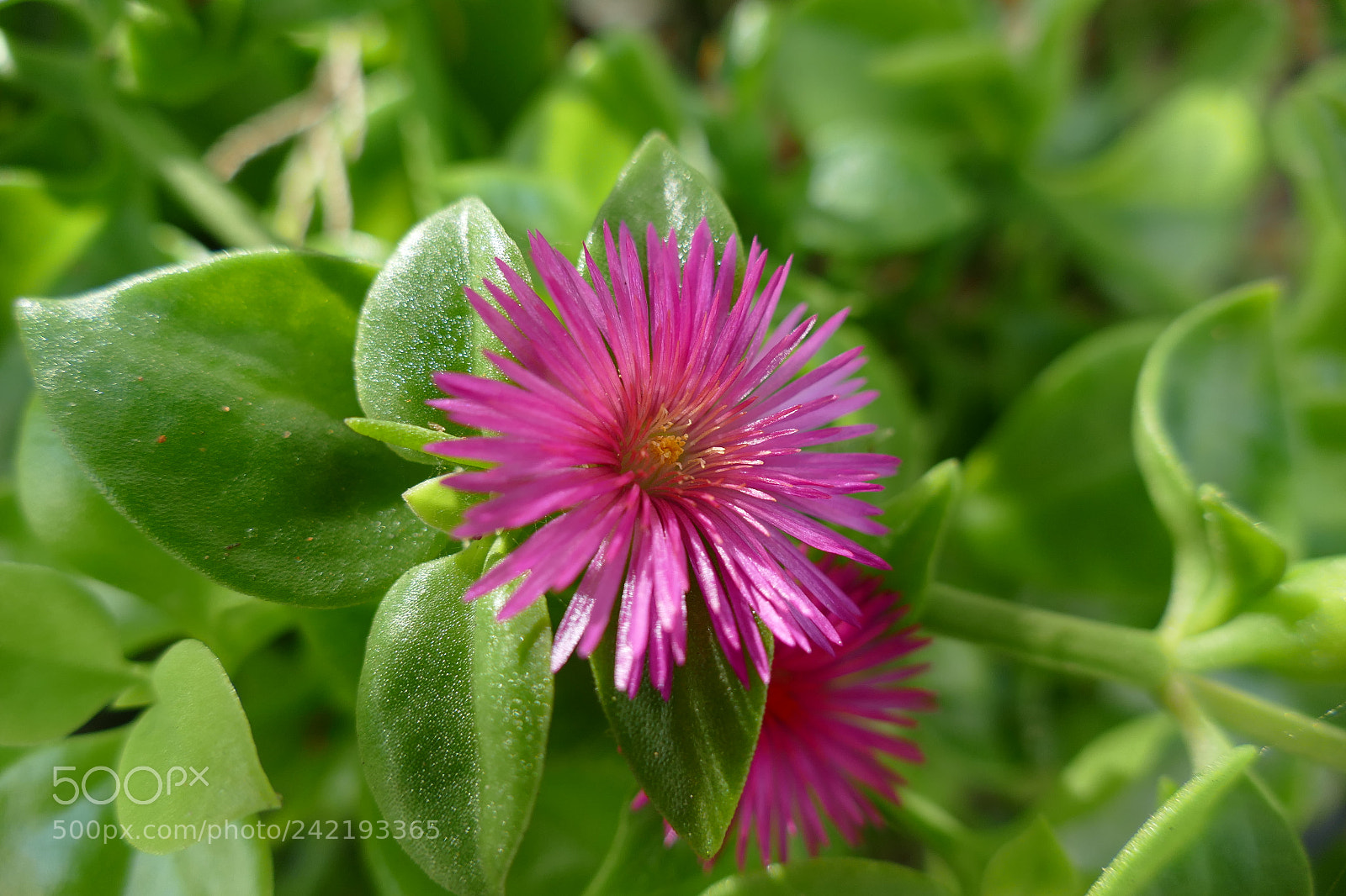 Panasonic Lumix DMC-FZ1000 sample photo. Winterflower photography