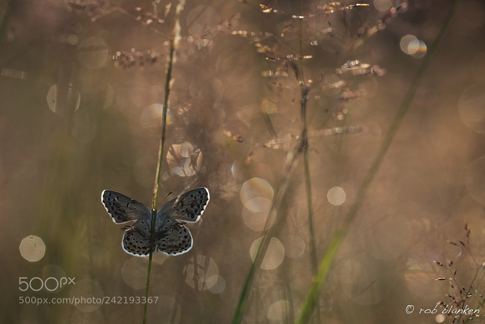 Nikon D810 sample photo. Blue photography