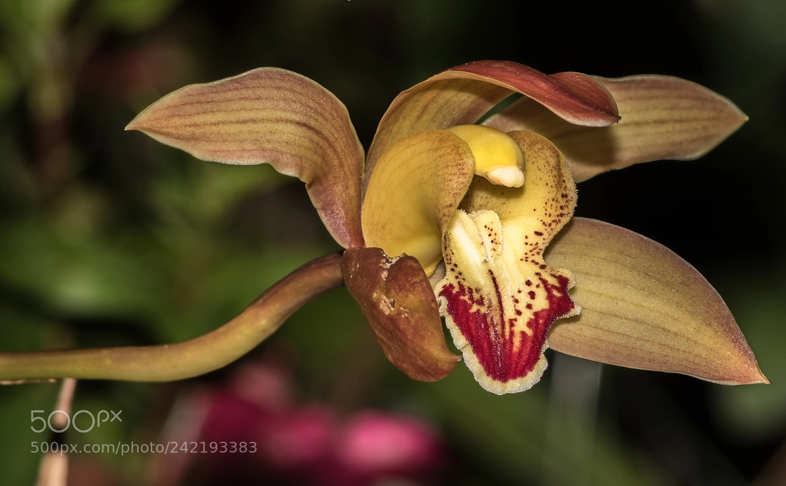Canon EOS 750D (EOS Rebel T6i / EOS Kiss X8i) sample photo. Orchid photography
