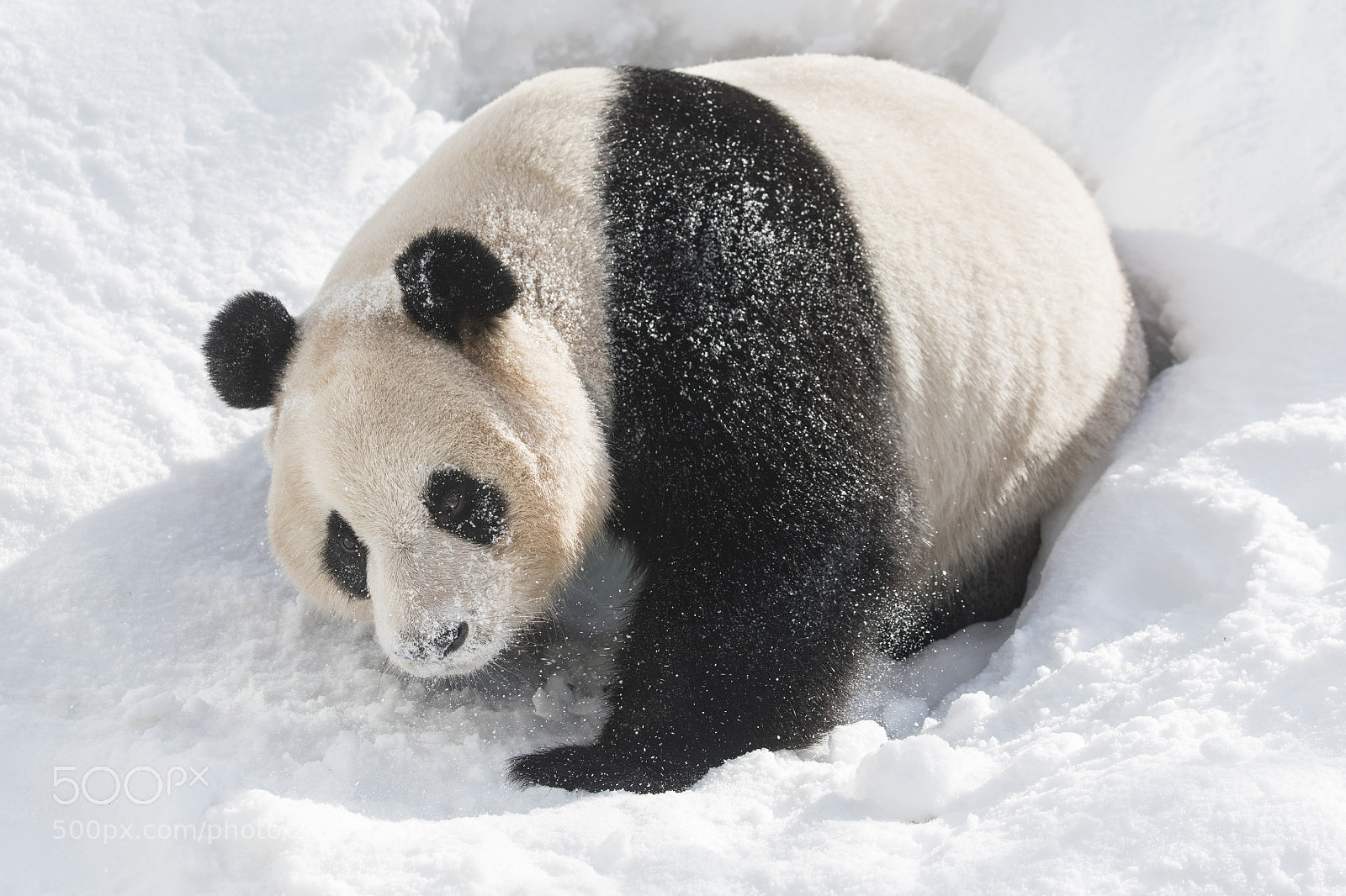 Nikon D850 sample photo. Snow panda photography