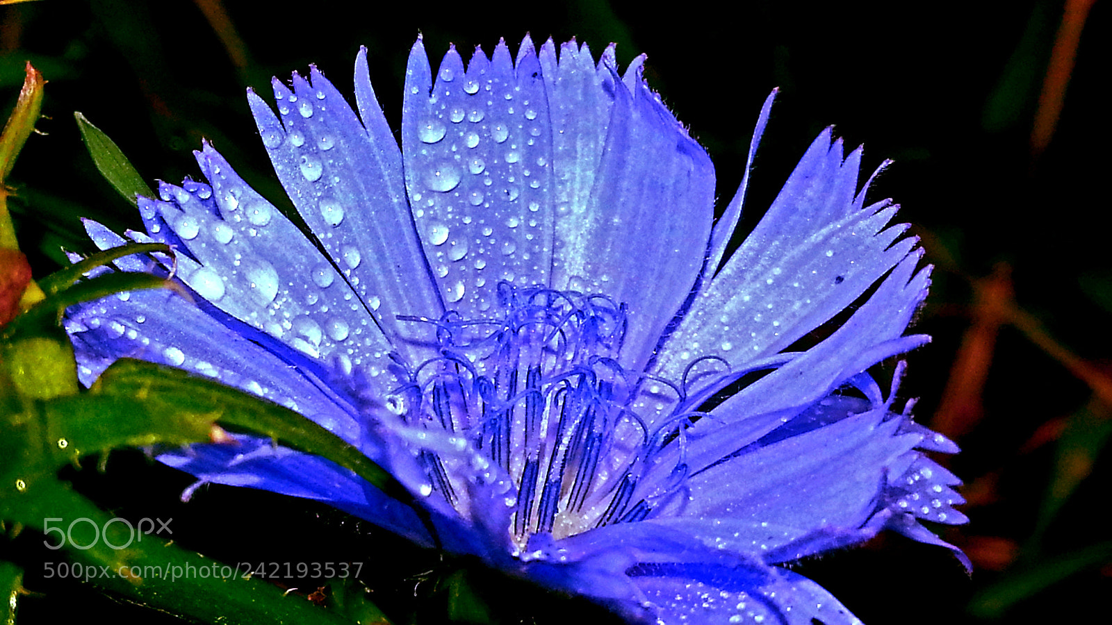 Samsung Galaxy S3 sample photo. Water drops photography