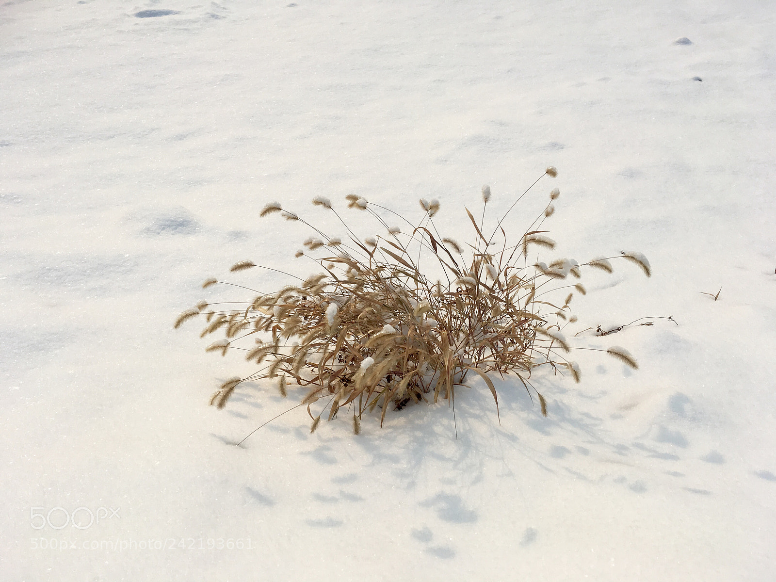 Apple iPhone SE sample photo. Snow grass photography