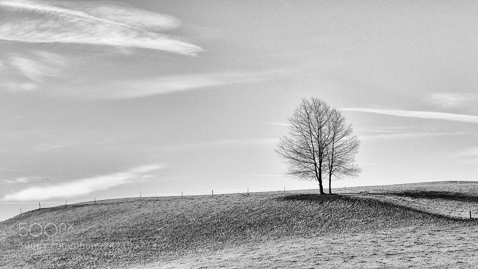 Panasonic Lumix DMC-FZ1000 sample photo. Two trees bw photography