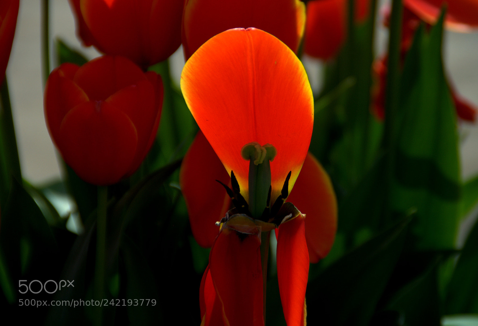 Nikon D5000 sample photo. Go now, and live photography