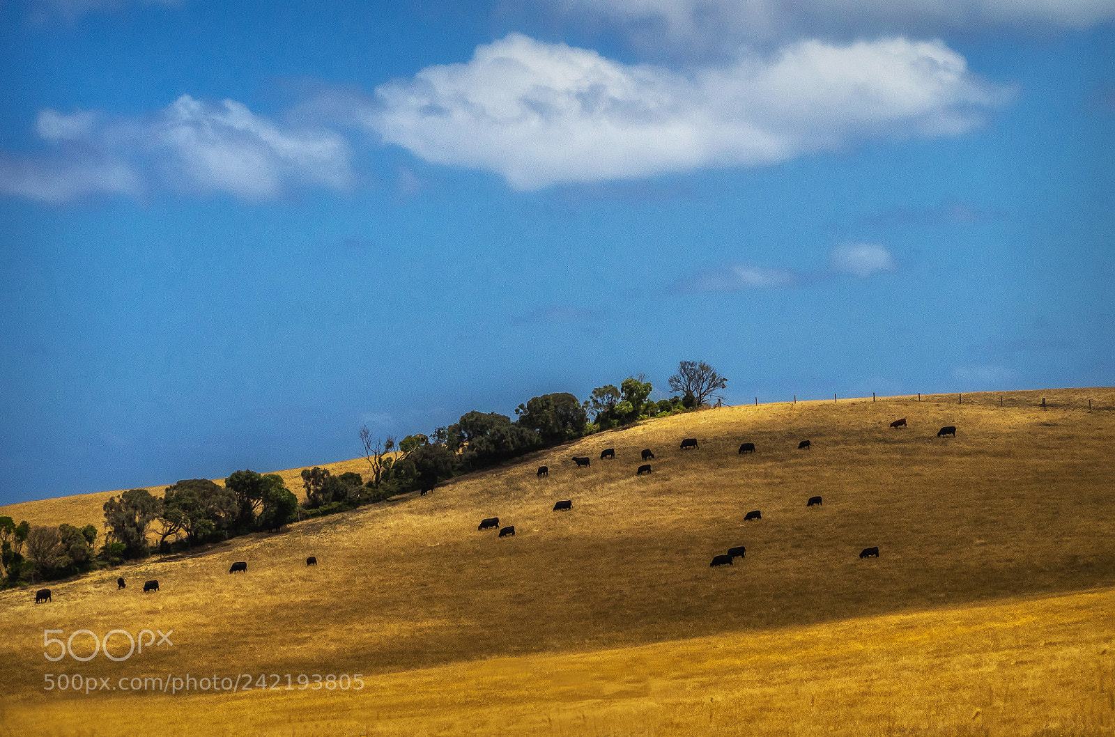 Olympus OM-D E-M1 sample photo. Cattle on a hill photography