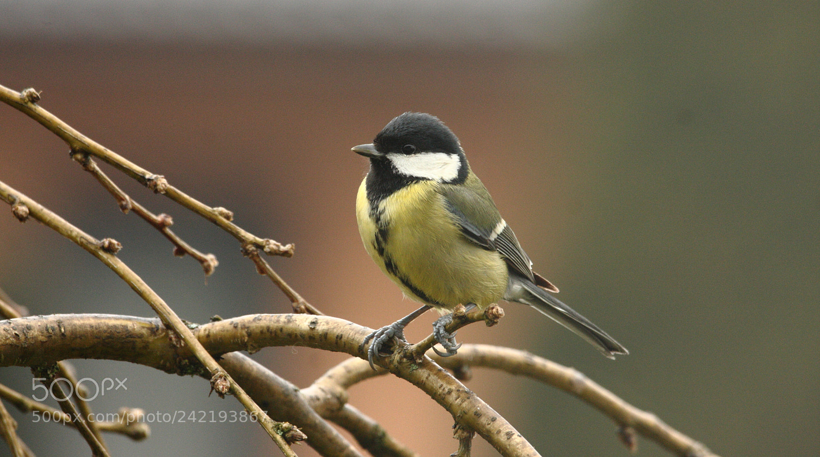 Canon EOS 40D sample photo. ***** photography