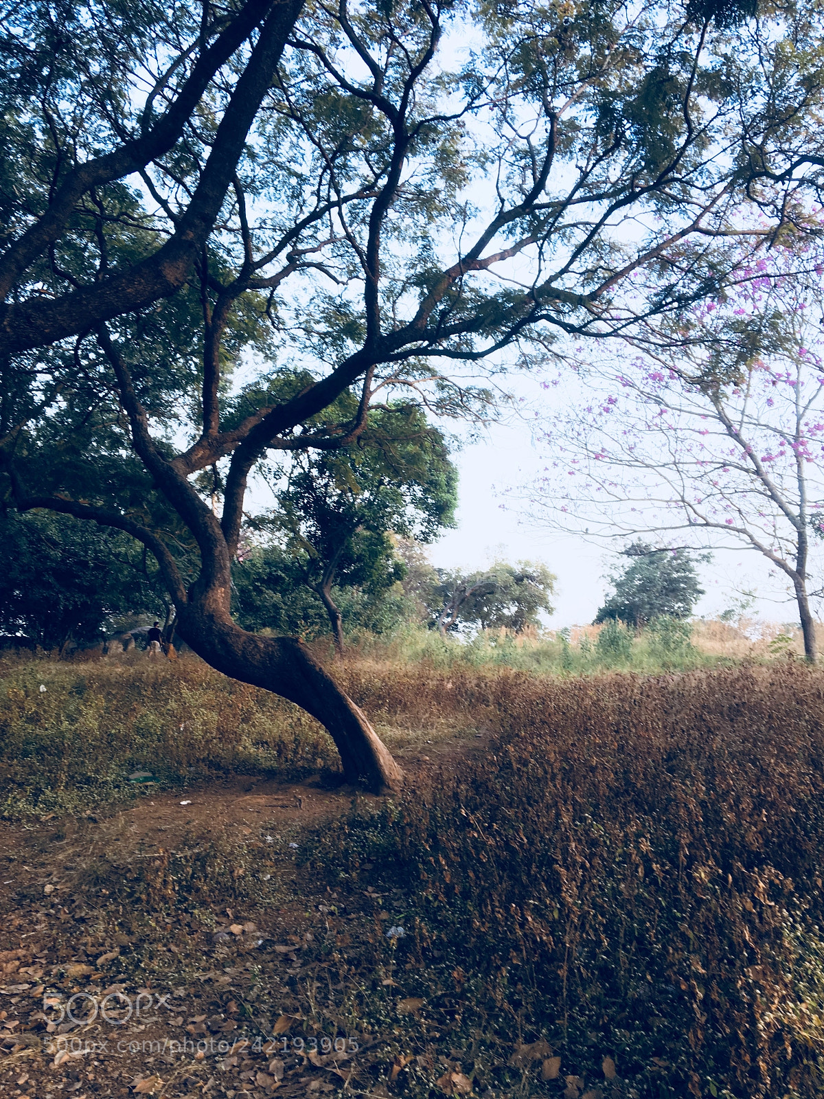 Apple iPhone 6s sample photo. . photography