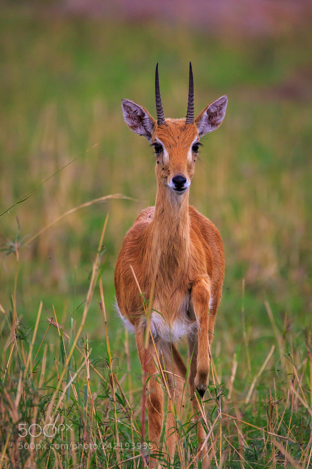 Canon EOS 7D Mark II sample photo. Tanzania - serengeti photography