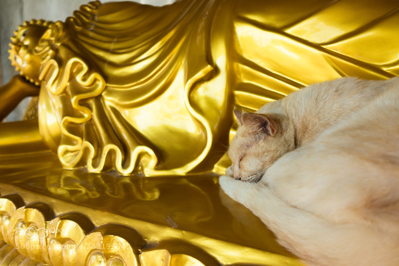 Sony Cyber-shot DSC-RX100 IV sample photo. Zen cat photography
