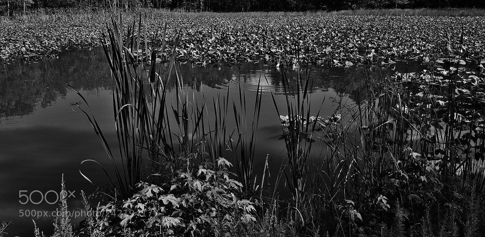 Samsung Galaxy S6 sample photo. Black white harding spring photography
