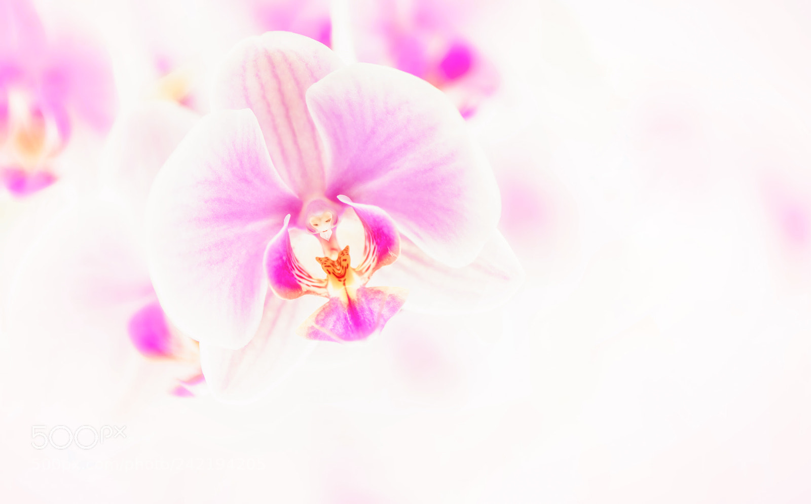 Nikon D810 sample photo. Pink winter .. photography