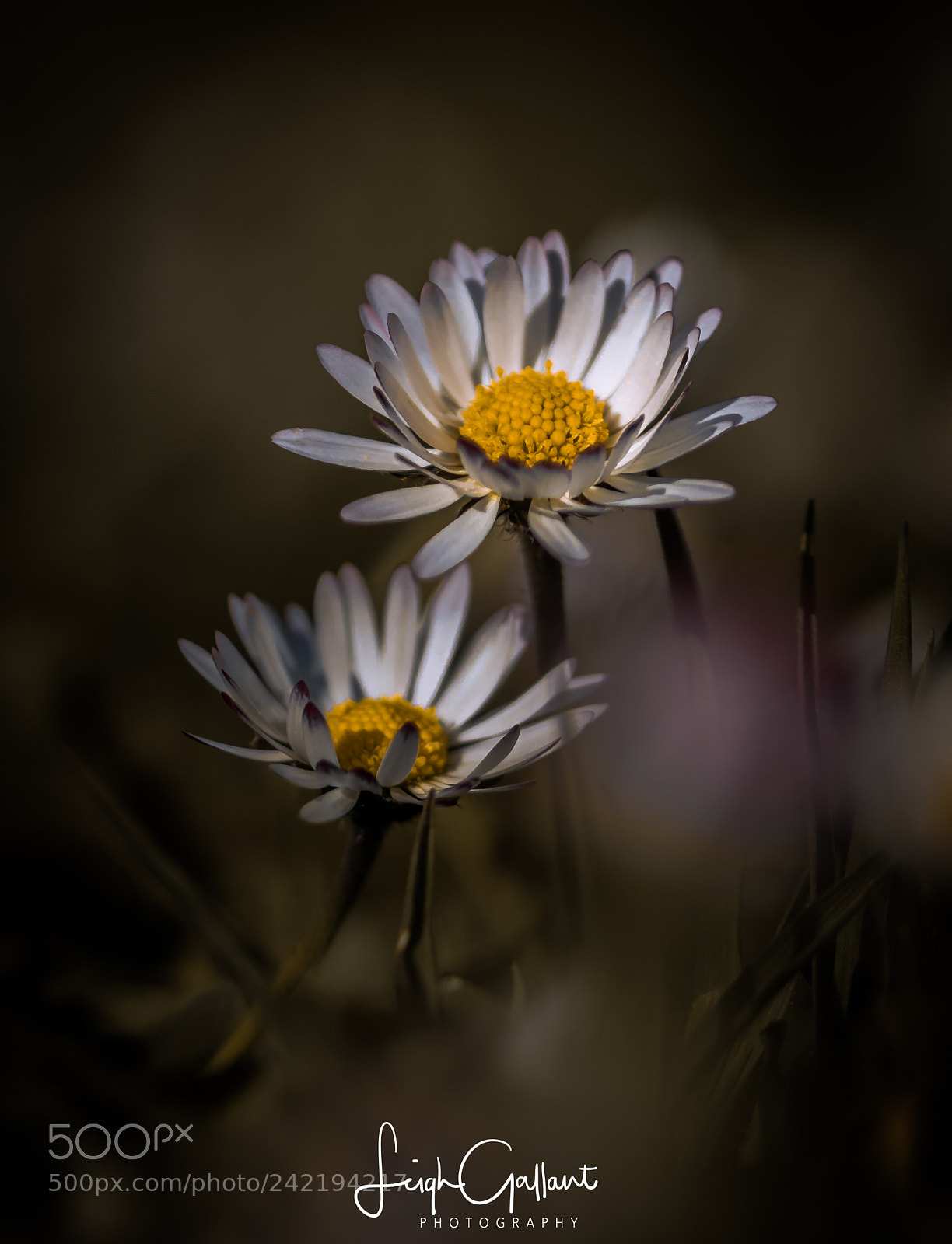 Canon EOS 7D Mark II sample photo. Daisy’s in macro photography