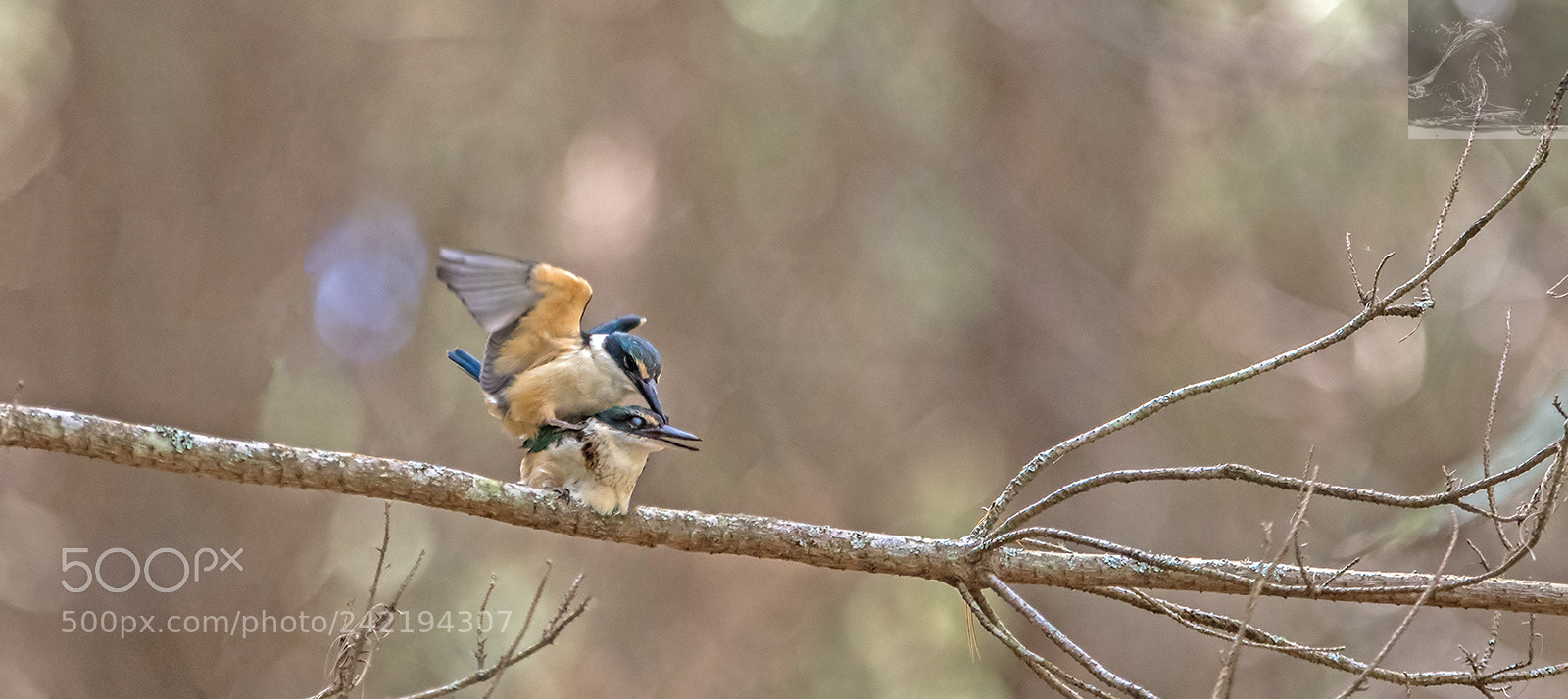 Canon EOS 7D Mark II sample photo. Sacred kingfisher 72 photography