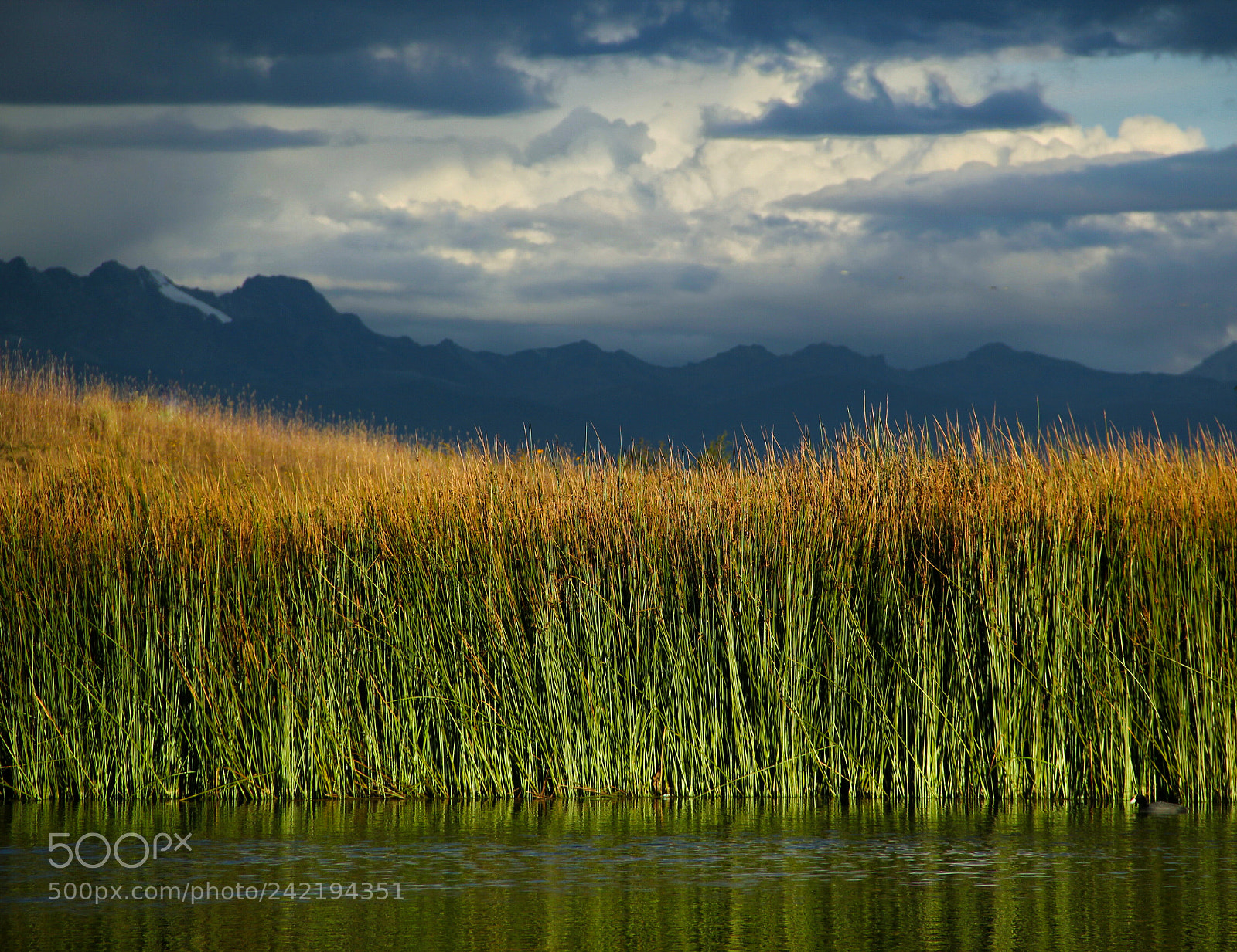 Canon EOS 550D (EOS Rebel T2i / EOS Kiss X4) sample photo. Totora of the andes photography