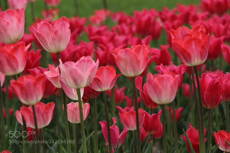 Canon EOS 7D Mark II sample photo. Flowers photography