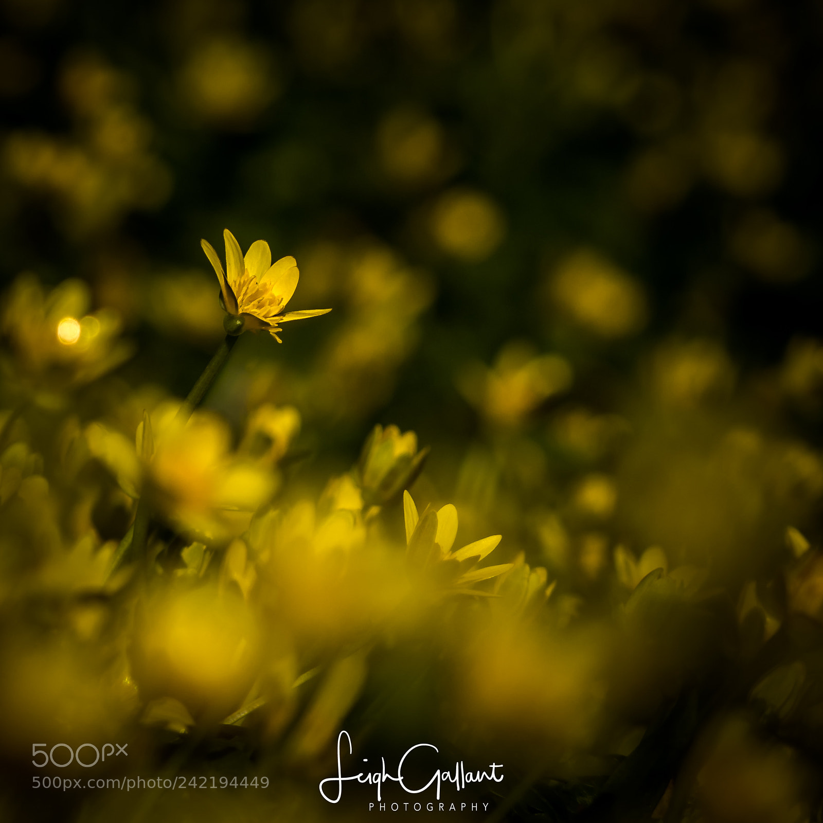 Canon EOS 7D Mark II sample photo. Celendine carpet  photography