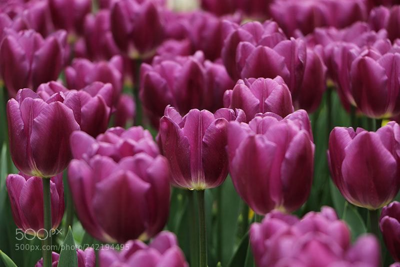 Canon EOS 7D Mark II sample photo. Flowers photography
