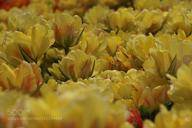 Canon EOS 7D Mark II sample photo. Flowers photography