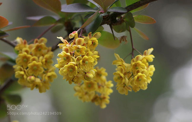 Canon EOS 7D Mark II sample photo. Flowers photography