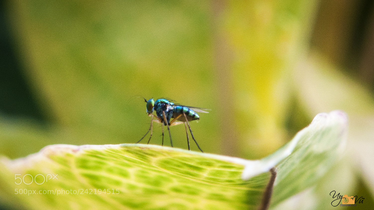 Nikon D90 sample photo. Fly photography