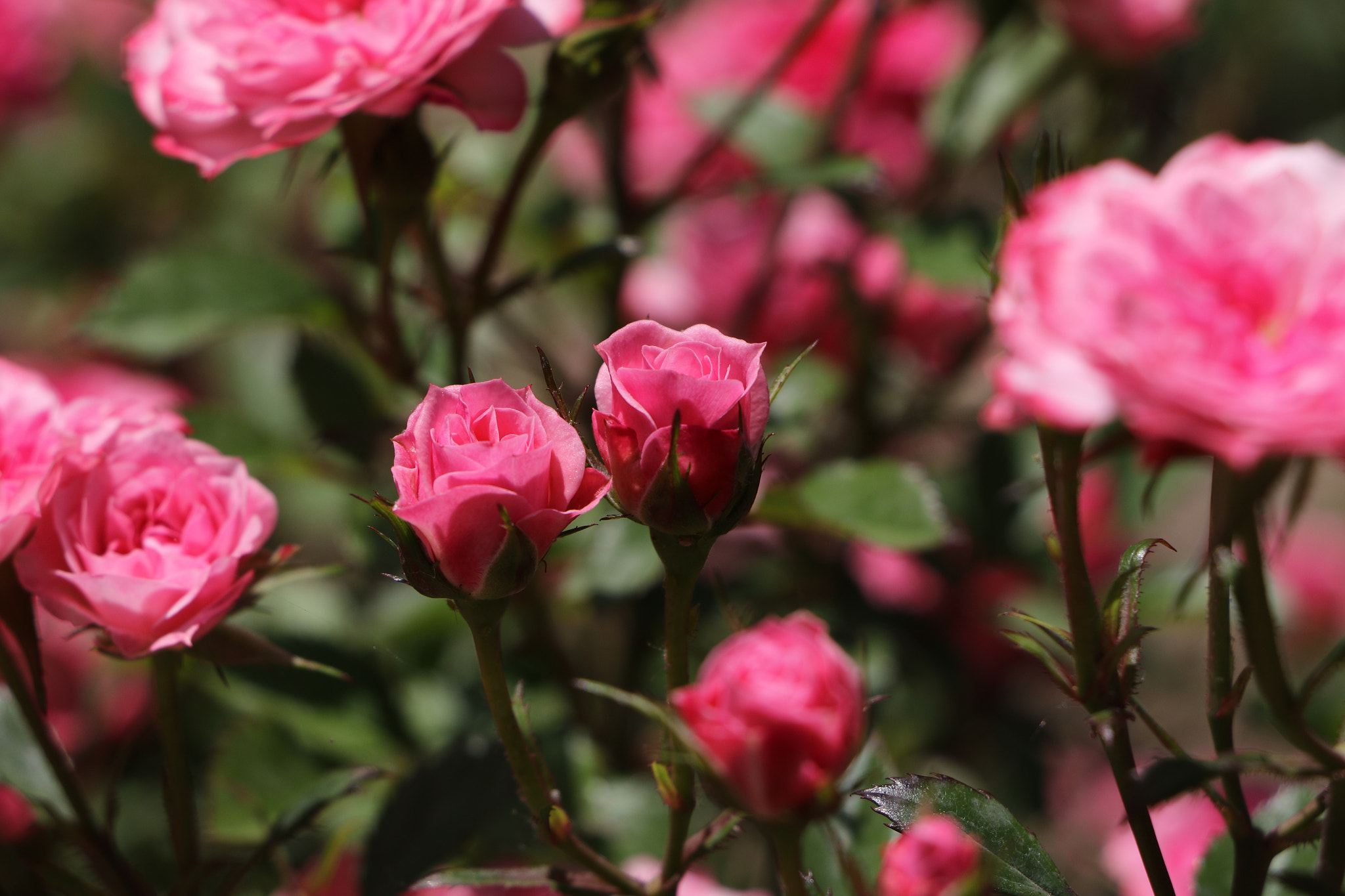 Canon EOS 7D Mark II sample photo. Flowers photography