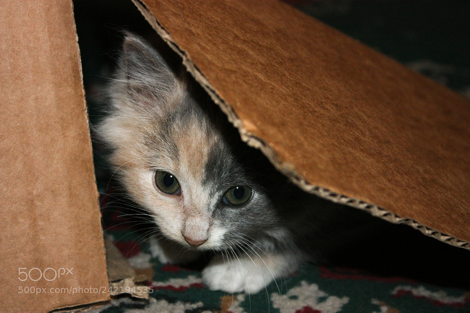 Canon EOS 450D (EOS Rebel XSi / EOS Kiss X2) sample photo. Domestic cat photography