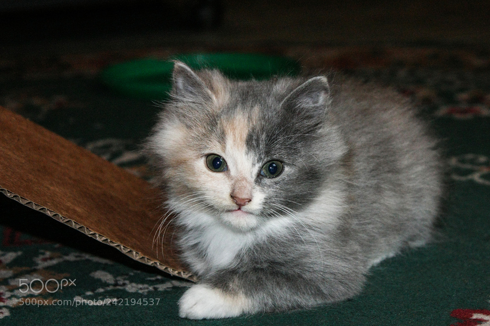 Canon EOS 450D (EOS Rebel XSi / EOS Kiss X2) sample photo. Domestic cat photography
