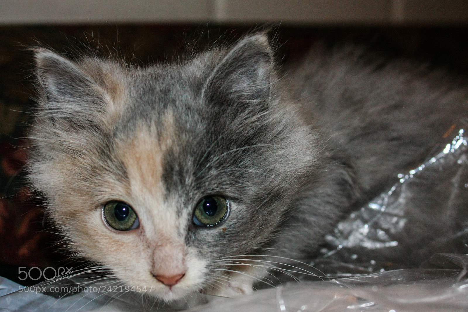 Canon EOS 450D (EOS Rebel XSi / EOS Kiss X2) sample photo. Domestic cat photography