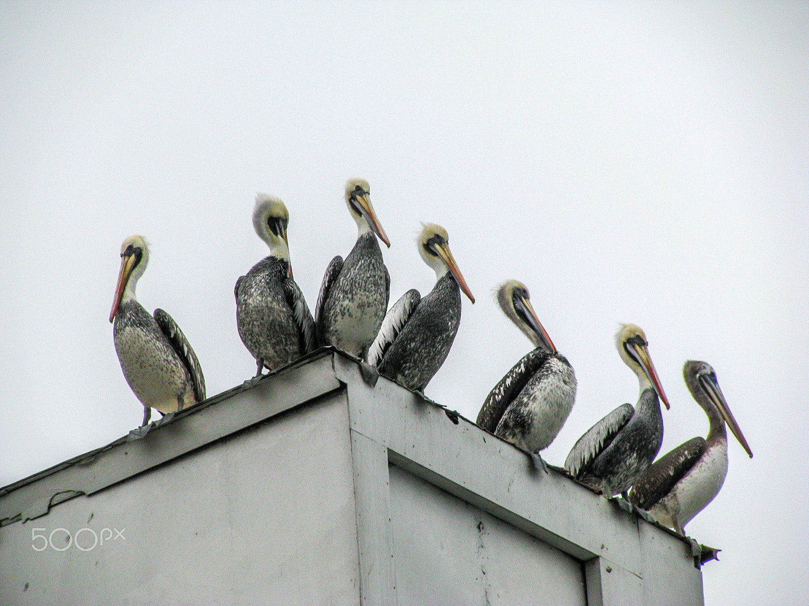 Canon POWERSHOT SX100 IS sample photo. Pelican on the roof photography