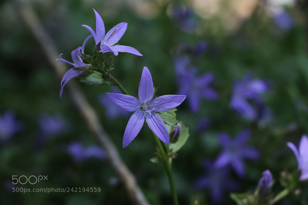 Canon EOS 7D Mark II sample photo. Flowers photography