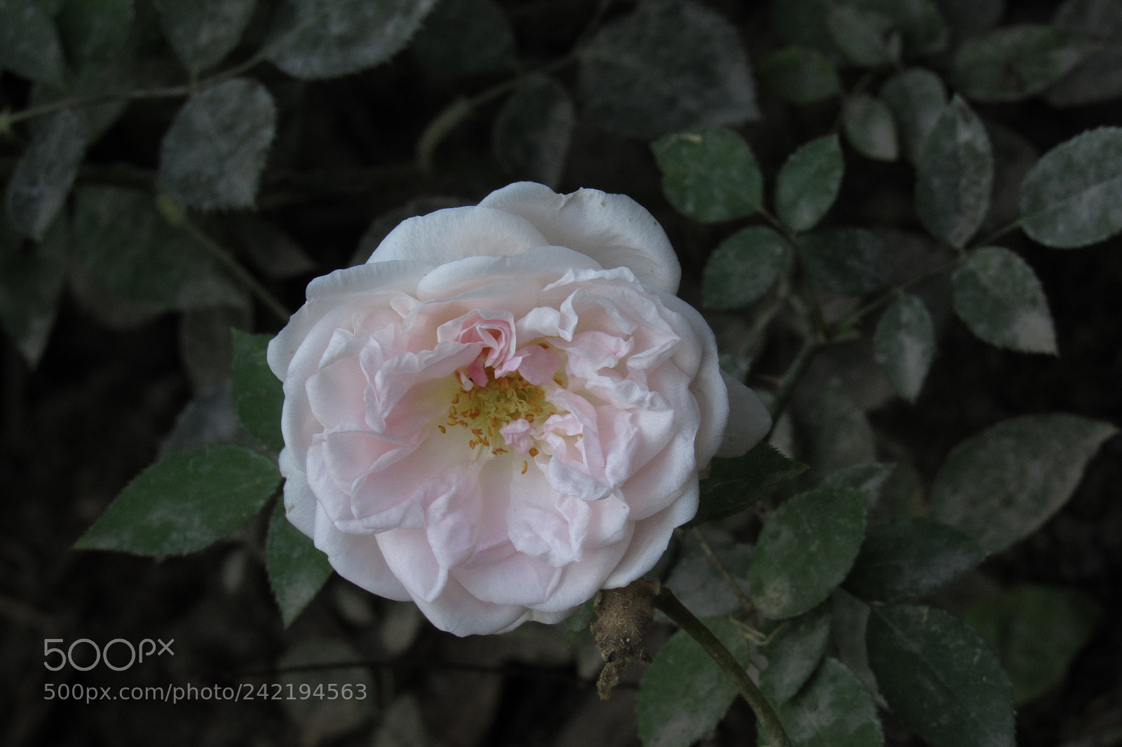Canon PowerShot SX520 HS sample photo. Flower photography