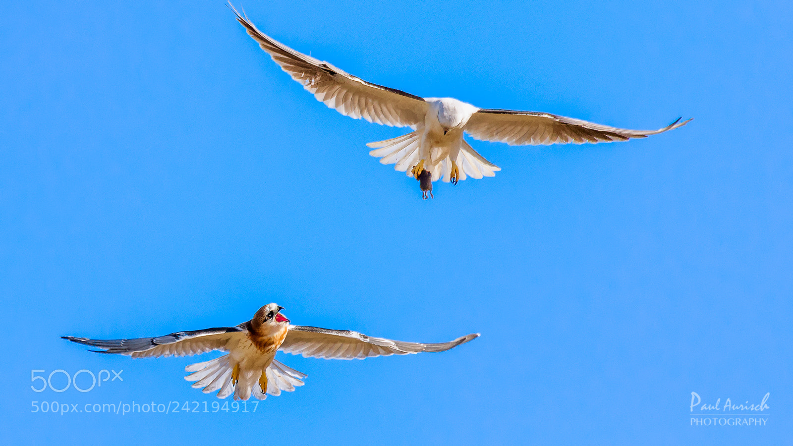 Nikon D500 sample photo. Black-shouldered kite photography