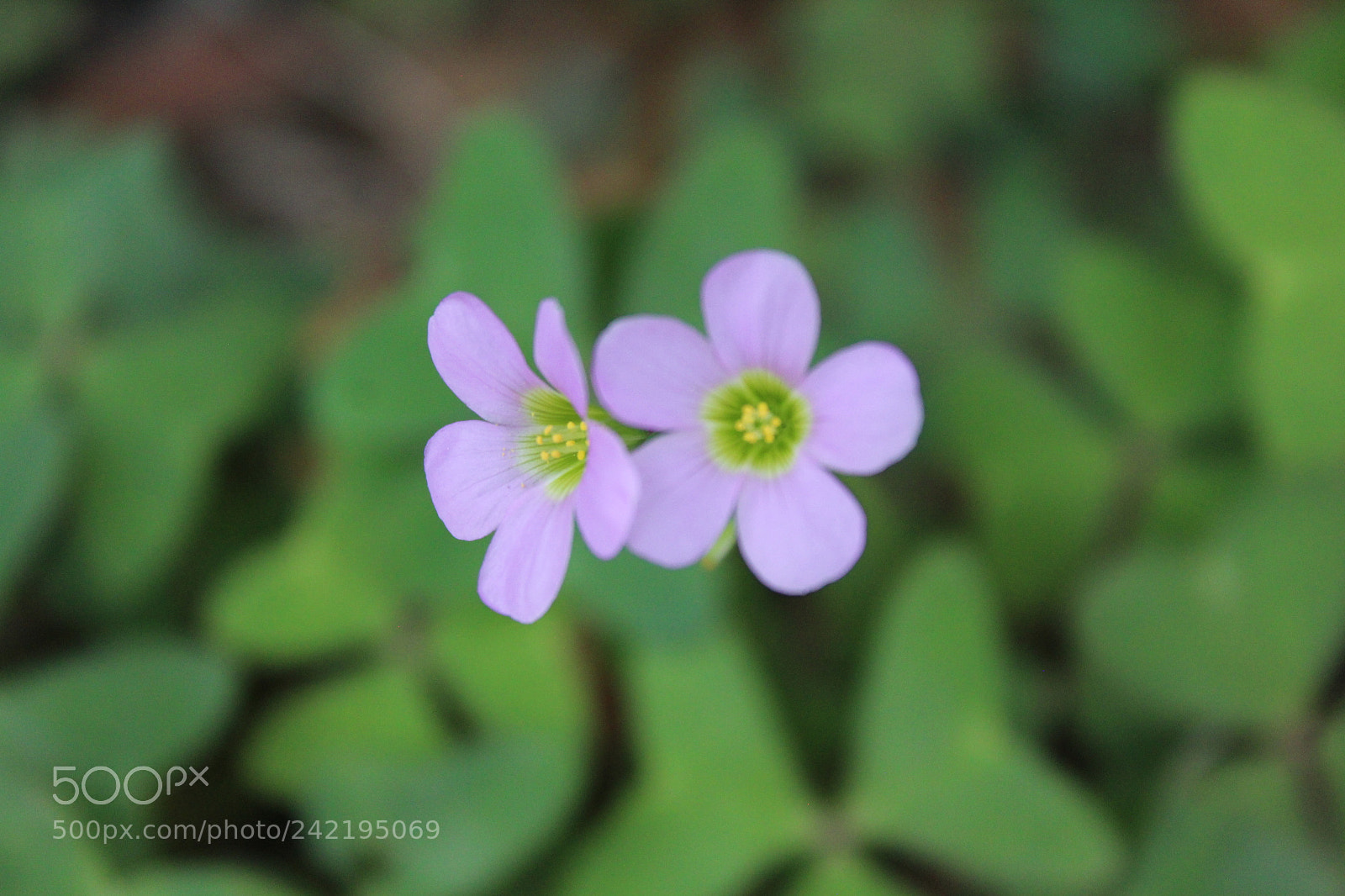 Canon EOS 1200D (EOS Rebel T5 / EOS Kiss X70 / EOS Hi) sample photo. Lucky you photography