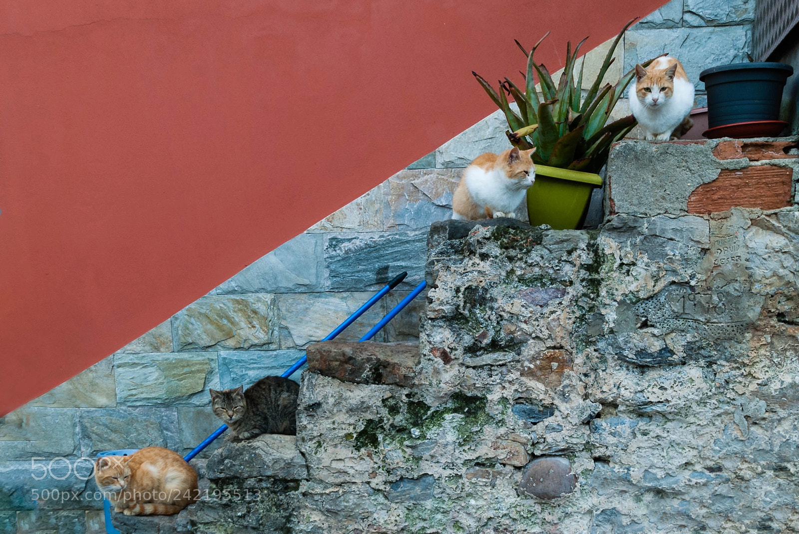 Nikon D3000 sample photo. Cuatro gatos photography