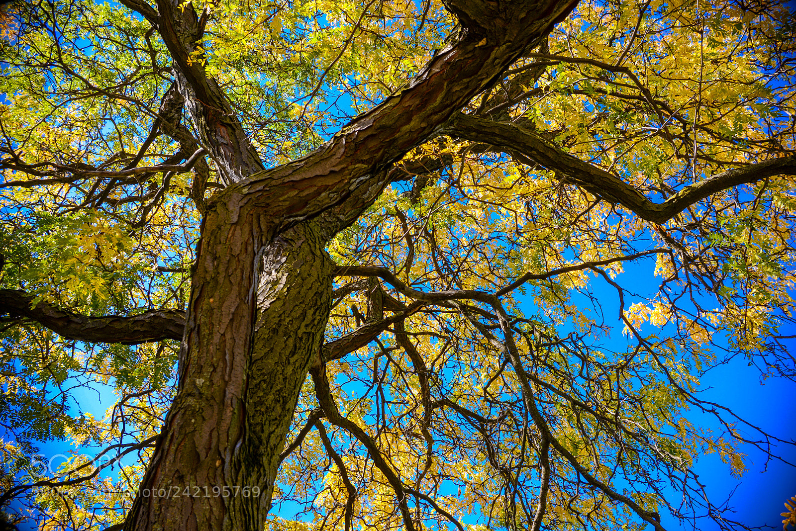 Nikon D600 sample photo. Fall tree photography