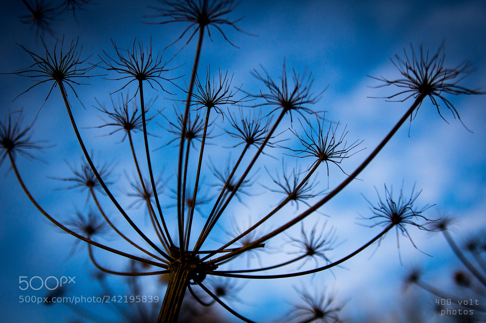Canon EOS 60D sample photo. Img photography