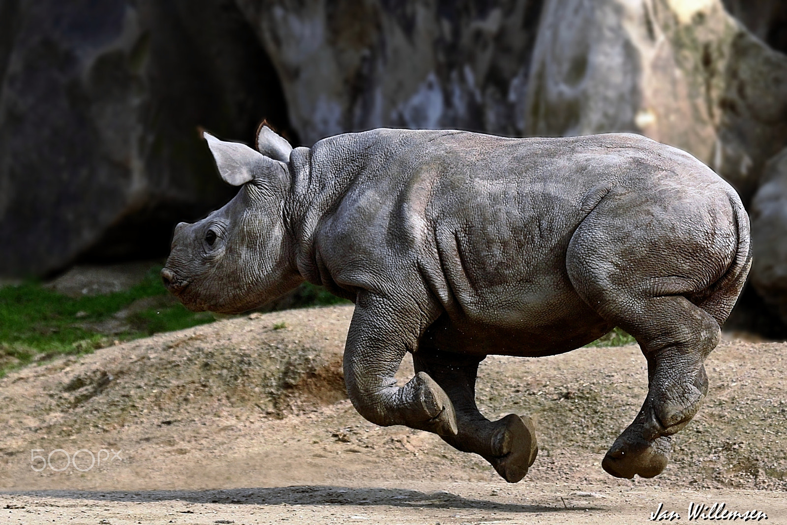 Canon EF 100-400mm F4.5-5.6L IS USM sample photo. Black rhinoceros photography