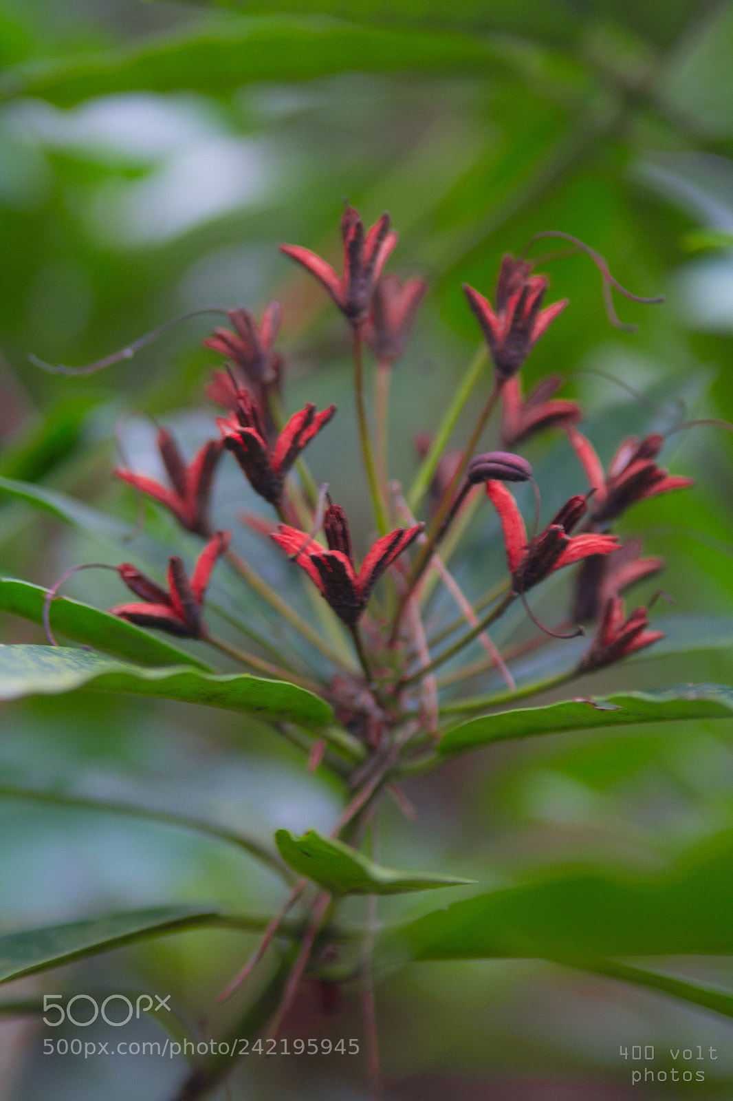 Canon EOS 60D sample photo. Img photography