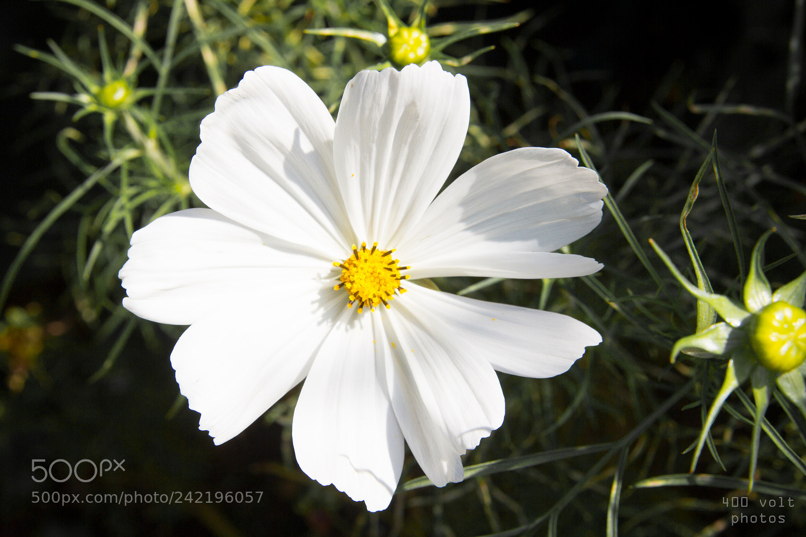 Canon EOS 60D sample photo. Img photography