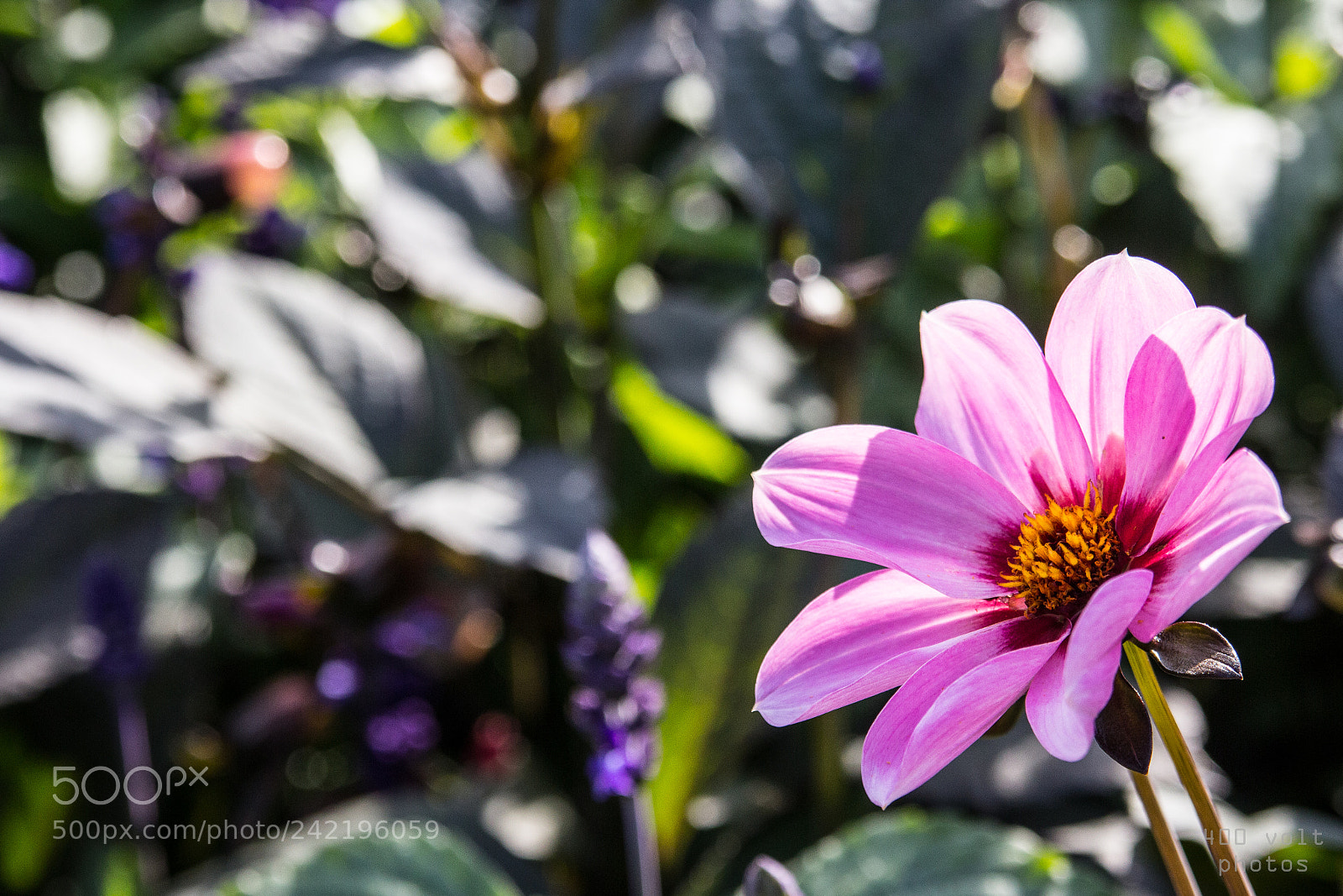 Canon EOS 60D sample photo. Img photography