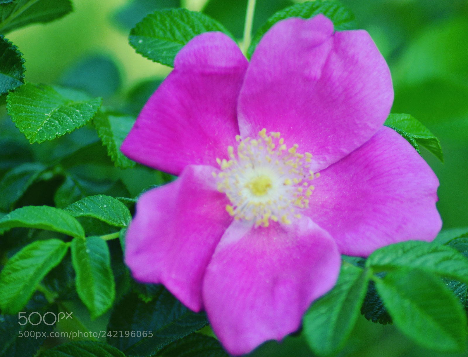 Nikon D3100 sample photo. Untitled photography