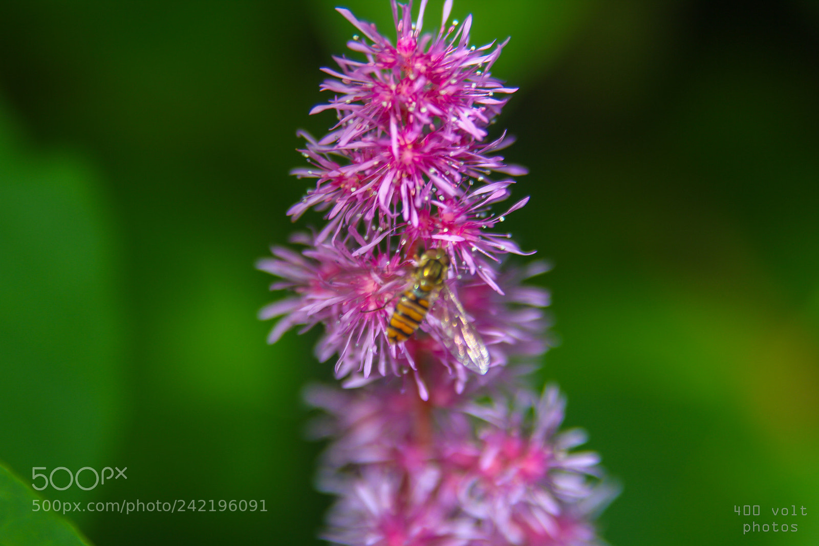 Canon EOS 60D sample photo. Img photography
