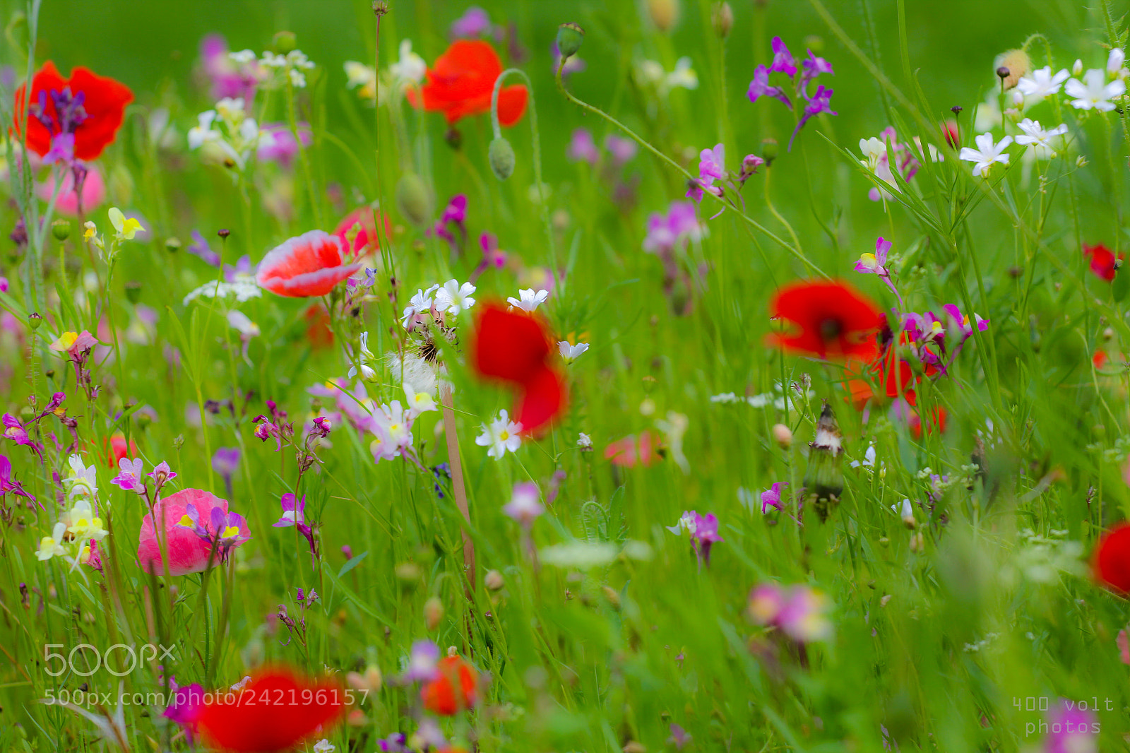 Canon EOS 60D sample photo. Img photography