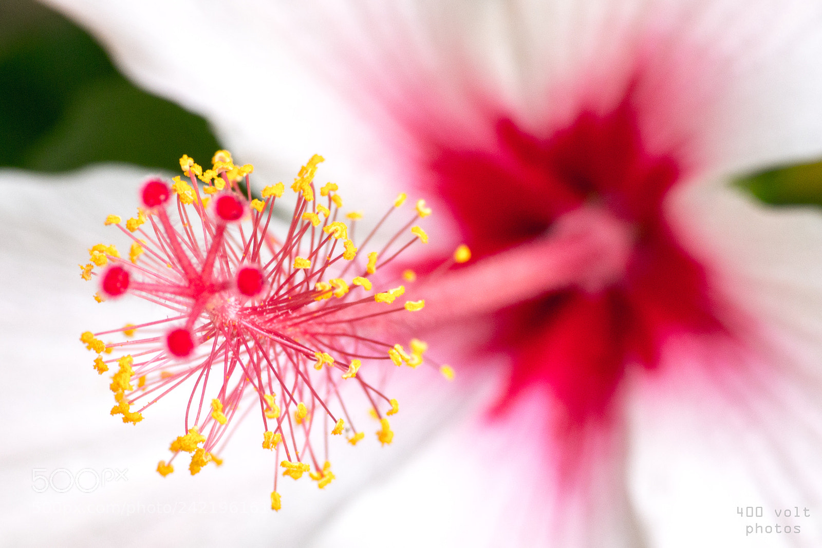 Canon EOS 60D sample photo. Img photography