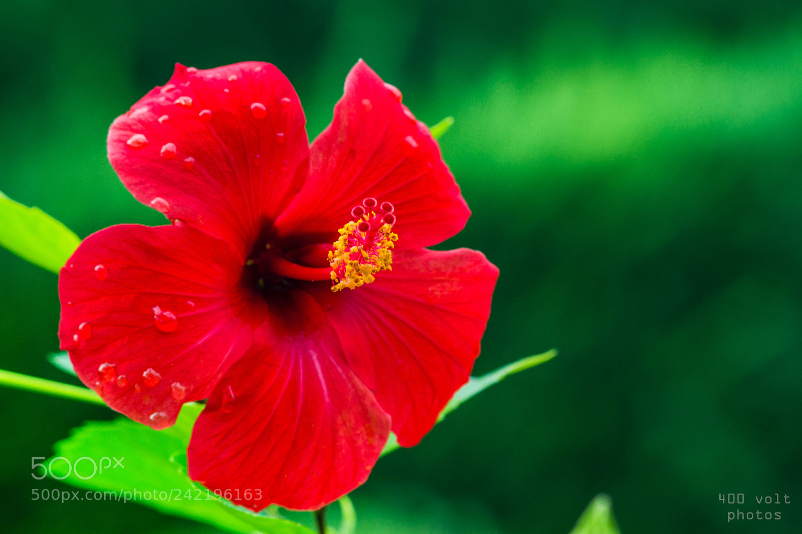 Canon EOS 60D sample photo. Img photography