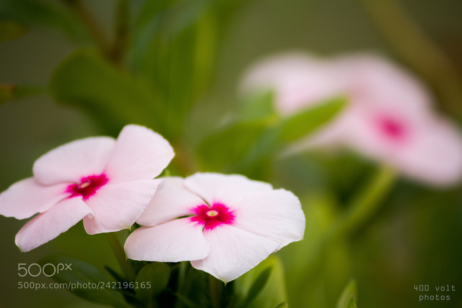 Canon EOS 60D sample photo. Img photography