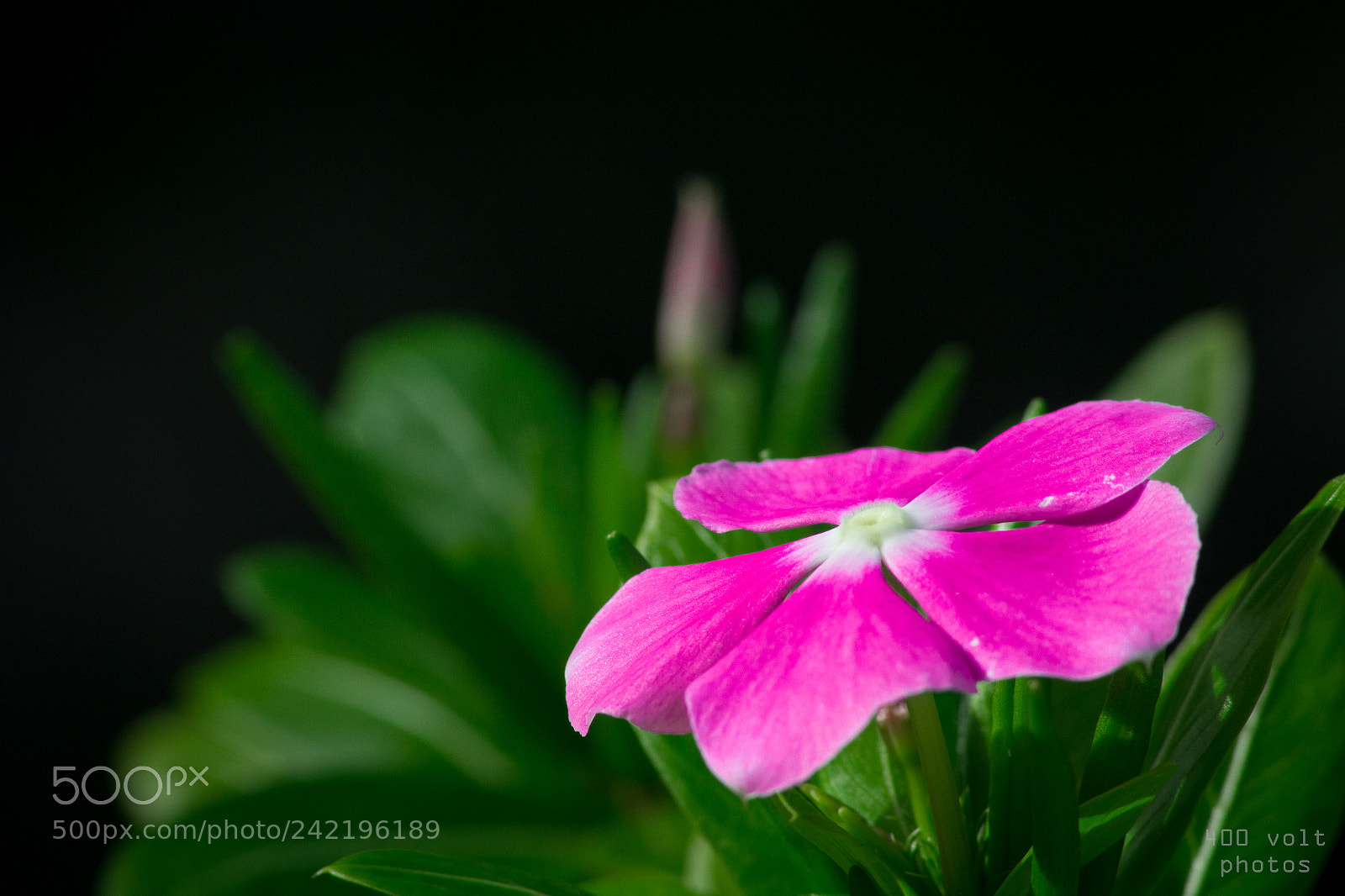 Canon EOS 60D sample photo. Img photography
