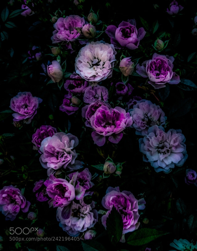 Nikon D40 sample photo. Flower photography