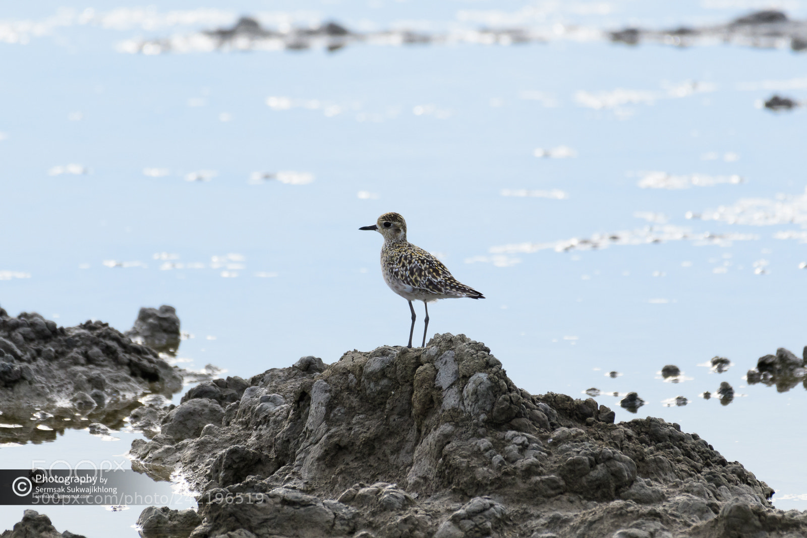 Nikon D500 sample photo. Pacific golden plover. photography