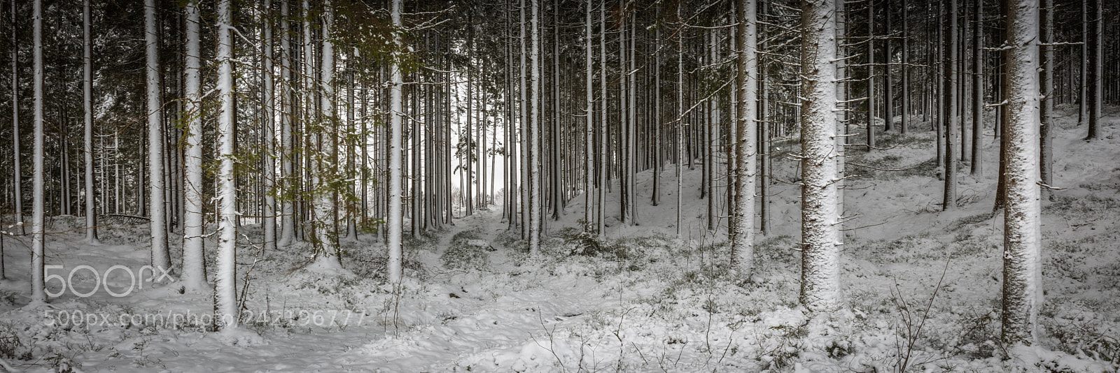 Canon EOS 5DS R sample photo. Forest road photography